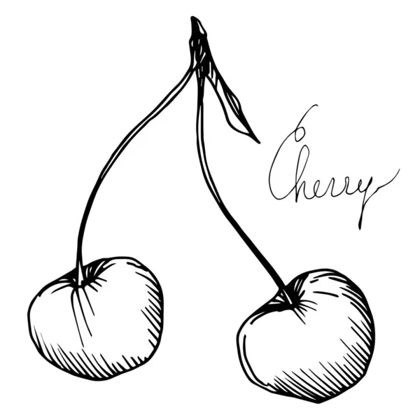 Vector Cherry gezond voedsel. Zwart-wit gegraveerde inktkunst. Geïsoleerde bessen illustratie element. — Stockvector