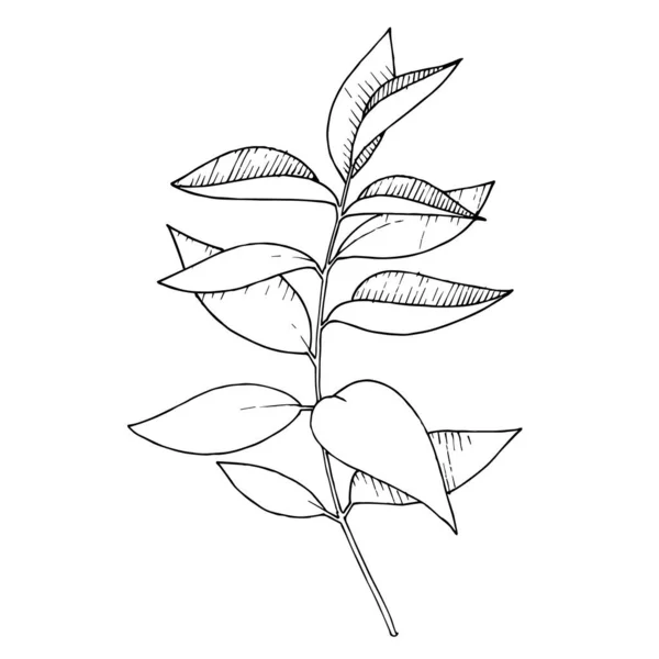 Vector Eucalyptus branch. Tinta grabada en blanco y negro. Elemento ilustrativo de eucalipto aislado . — Vector de stock