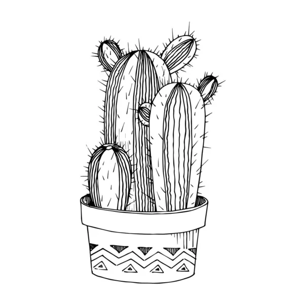 Vector Cacti цветочные ботанические цветы. Черно-белый рисунок чернил. Изолированный элемент иллюстрации кактуса . — стоковый вектор