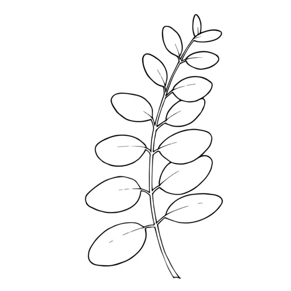 유칼립투스 나무 가지입니다. 흑백으로 새긴 잉크 예술 작품이죠. 유칼립투스의 독특 한 삽화 요소. — 스톡 벡터