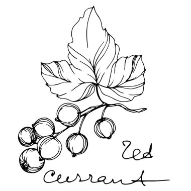 Vektör frenk üzümü sağlıklı yiyecekler. Siyah beyaz işlemeli mürekkep sanatı. İzole edilmiş çilek illüstrasyon ögesi.