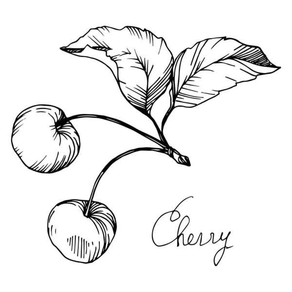 Vector Cherry comida saludable. Tinta grabada en blanco y negro. Elemento de ilustración de bayas aisladas . — Archivo Imágenes Vectoriales