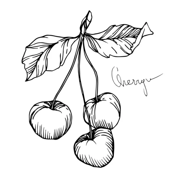 Vector Cherry hälsosam mat. Svart och vit graverad bläckkonst. Isolerat illustrationselement för bär. — Stock vektor
