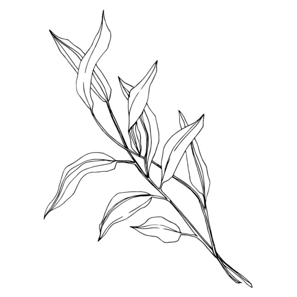 Branche vectorielle d'eucalyptus. Encre gravée en noir et blanc. Elément isolé d'illustration eucaliptus . — Image vectorielle