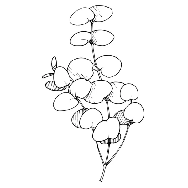 ベクトルユーカリの枝。黒と白の刻まインクアート。単離されたユーカリのイラスト要素. — ストックベクタ