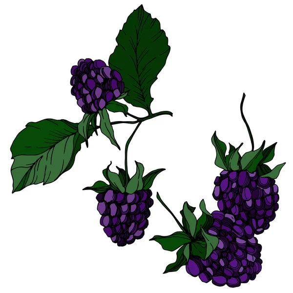 Blackberry gezond voedsel. Zwart-wit gegraveerde inktkunst. Geïsoleerde blackberry illustratie element. — Stockvector