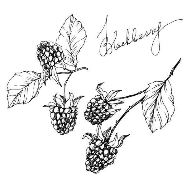Blackberry comida saludable. Tinta grabada en blanco y negro. Elemento de ilustración de mora aislada . — Archivo Imágenes Vectoriales