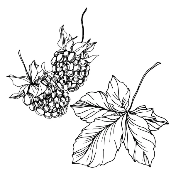 Blackberry cibo sano. Inchiostro inciso in bianco e nero art. Isolato elemento illustrazione mora . — Vettoriale Stock