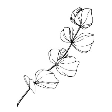 Vektör okaliptüs dalı. Siyah beyaz işlemeli mürekkep sanatı. İzole edilmiş okaliptüs illüstrasyon ögesi.