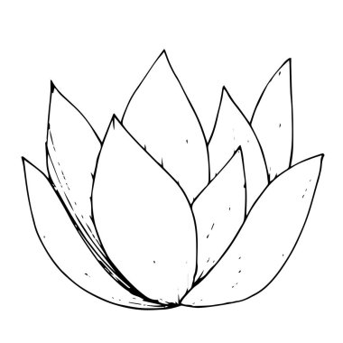 Vektör sulu botanik çiçek. Siyah ve beyaz mürekkep sanat kazınmış. İzole succulents illüstrasyon öğesi.