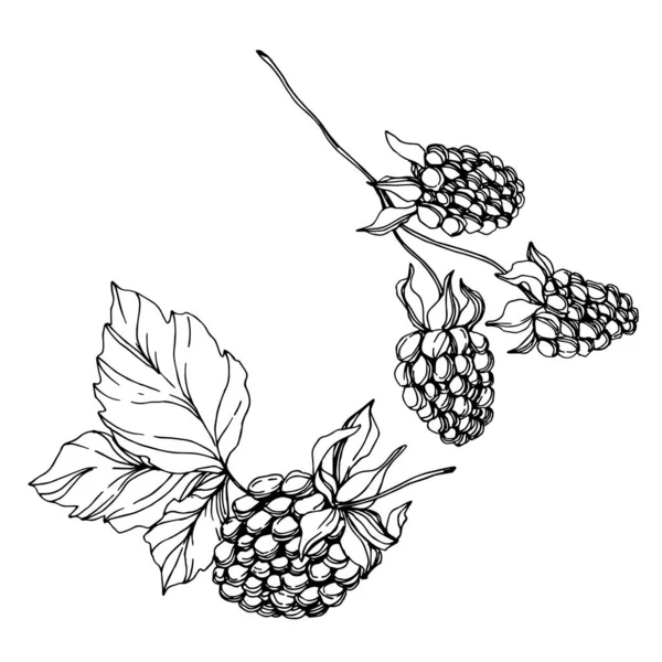 Blackberry cibo sano. Inchiostro inciso in bianco e nero art. Isolato elemento illustrazione mora . — Vettoriale Stock