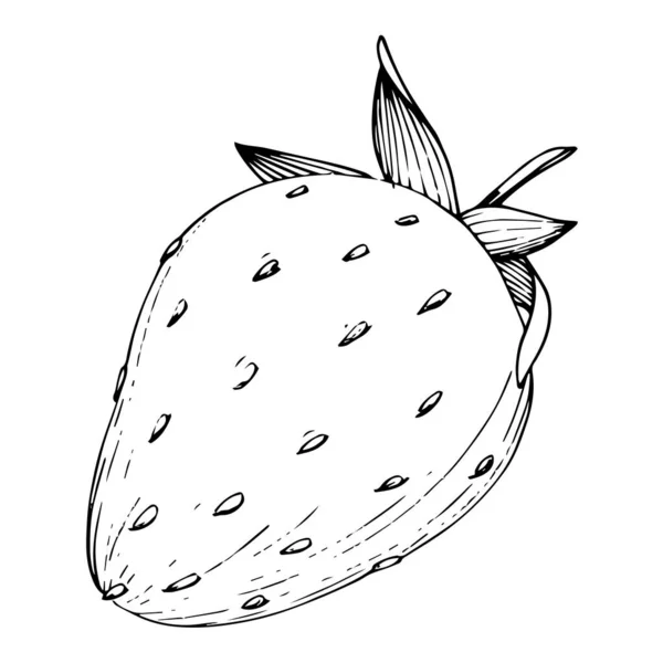 病媒草莓健康食品。 黑白版画水墨艺术. 孤立的草莓图解元素. — 图库矢量图片