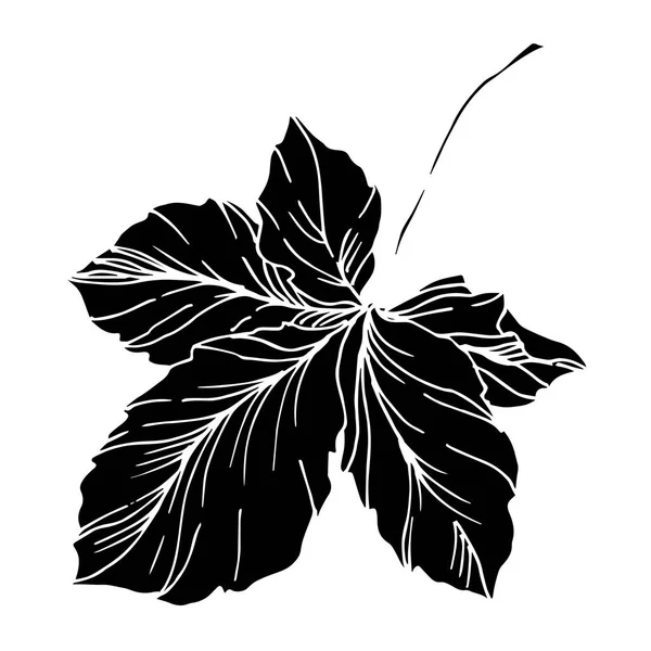 黑莓叶。 黑白版画水墨艺术. 孤立的黑莓插图元素. — 图库矢量图片