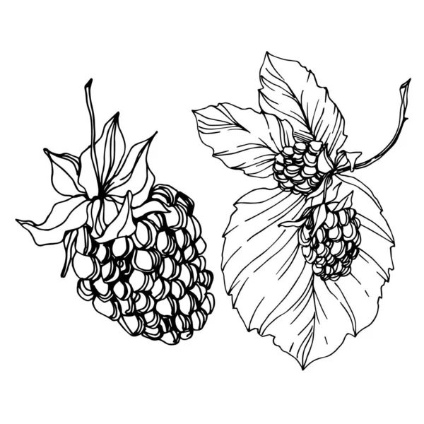 Comida saudável Blackberry. Tinta gravada a preto e branco. Elemento de ilustração isolado de amora preta . — Vetor de Stock