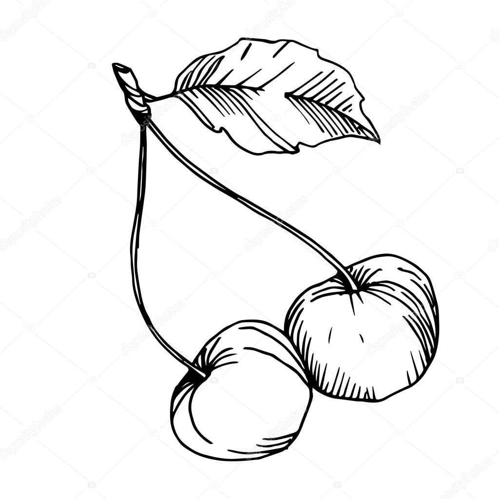 Vector Cherry healthy food. Black and white engraved ink art. Isolated berry illustration element.