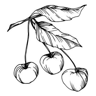 Vector Cherry sağlıklı yiyecekler. Siyah beyaz işlemeli mürekkep sanatı. İzole edilmiş böğürtlen illüstrasyon ögesi.
