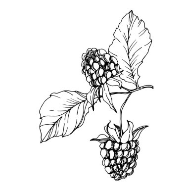 Böğürtlen sağlıklı yemek. Siyah beyaz işlemeli mürekkep sanatı. İzole edilmiş böğürtlen illüstrasyon ögesi.