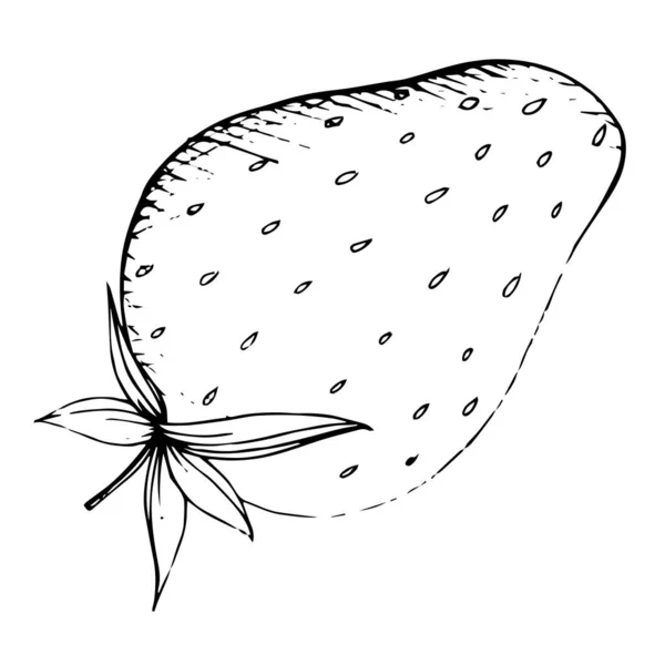 Векторная клубничная здоровая еда. Черно-белый рисунок чернил. Изолированный элемент иллюстрации клубники . — стоковый вектор