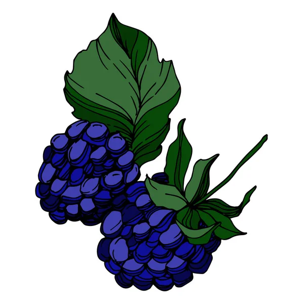 Blackberry gezond voedsel. Zwart-wit gegraveerde inktkunst. Geïsoleerde blackberry illustratie element. — Stockvector