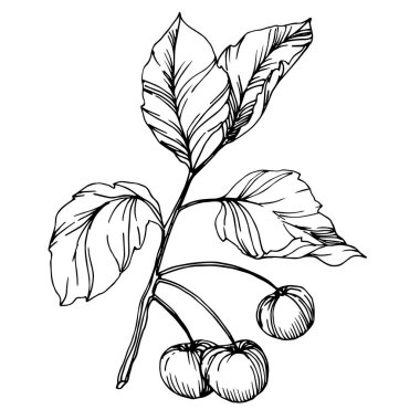 Vector Cherry sağlıklı yiyecekler. Siyah beyaz işlemeli mürekkep sanatı. İzole edilmiş böğürtlen illüstrasyon ögesi.