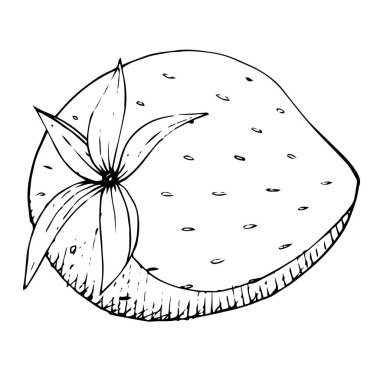 Vektör Çilek sağlıklı yiyecek. Siyah beyaz işlemeli mürekkep sanatı. İzole edilmiş çilek illüstrasyon ögesi.