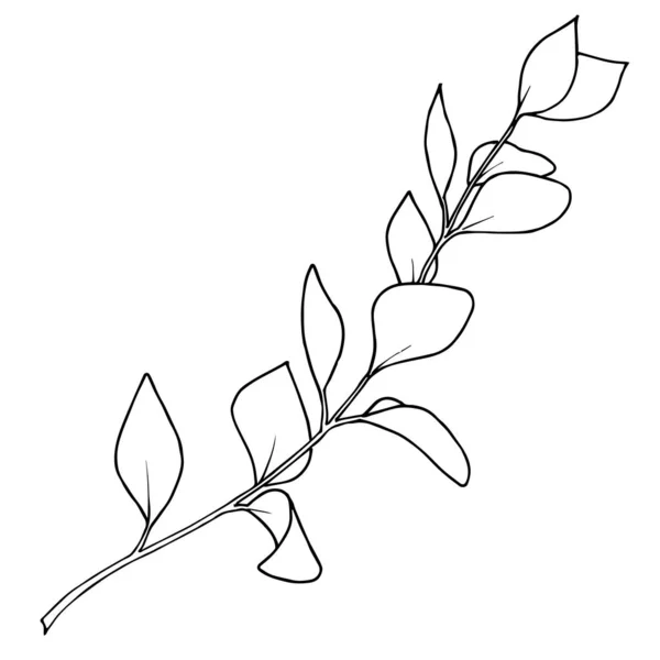 Vector Eucalyptus branch. Tinta grabada en blanco y negro. Elemento ilustrativo de eucalipto aislado . — Vector de stock