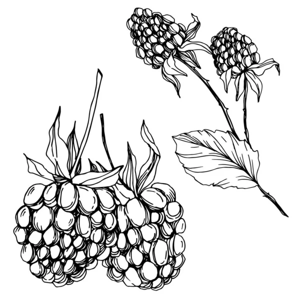 Blackberry comida saludable. Tinta grabada en blanco y negro. Elemento de ilustración de mora aislada . — Vector de stock