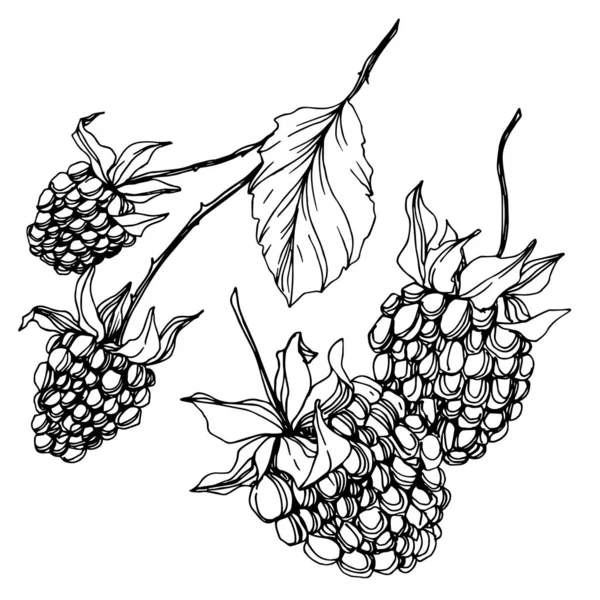 Blackberry comida saludable. Tinta grabada en blanco y negro. Elemento de ilustración de mora aislada . — Vector de stock