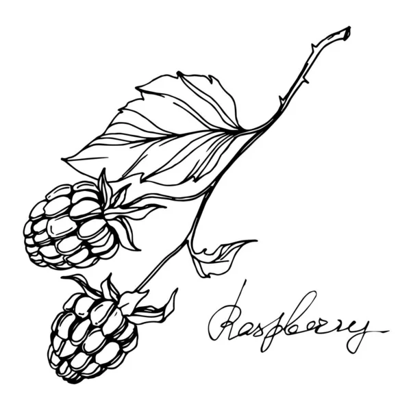 Ingredientes para la cerveza. Lúpulo — Vector de stock ...