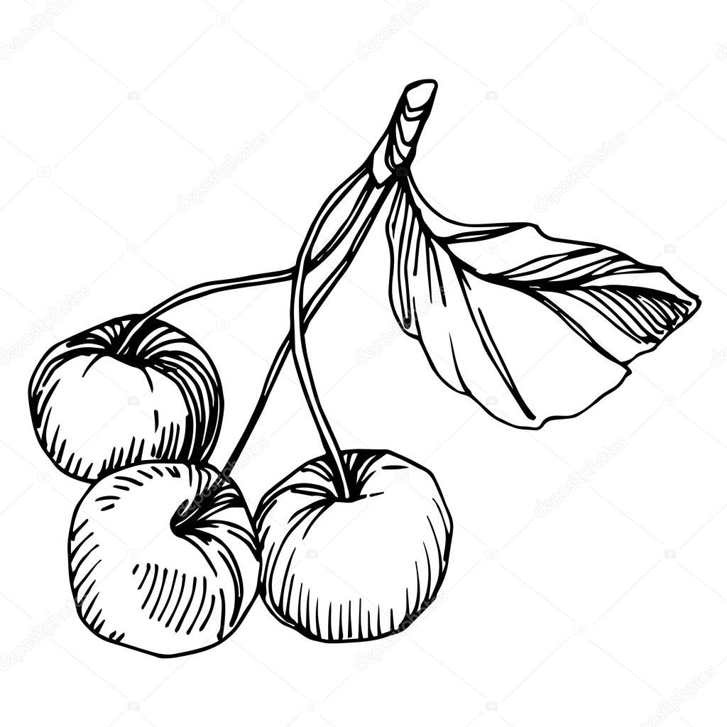 Vector Cherry healthy food. Black and white engraved ink art. Isolated berry illustration element.