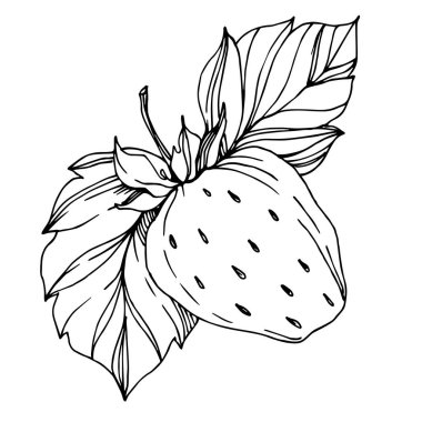 Çilek sağlıklı gıda vektör. Siyah ve beyaz mürekkep sanat kazınmış. İzole berry illüstrasyon öğesi.