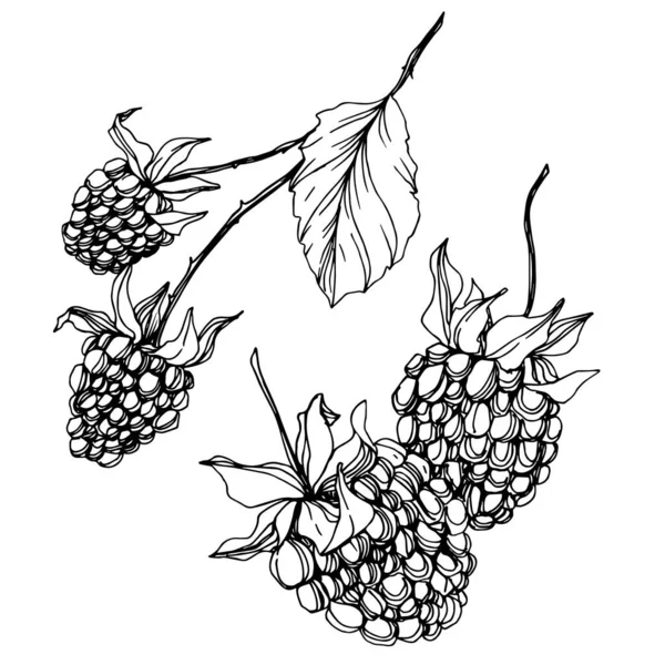 Blackberry cibo sano. Inchiostro inciso in bianco e nero art. Isolato elemento illustrazione mora . — Vettoriale Stock