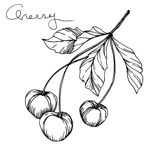 Vector Cherry comida saludable. Tinta grabada en blanco y negro. Elemento de ilustración de bayas aisladas . — Archivo Imágenes Vectoriales