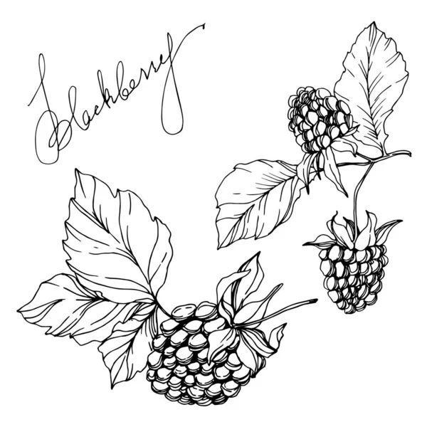 Blackberry comida saludable. Tinta grabada en blanco y negro. Elemento de ilustración de mora aislada . — Archivo Imágenes Vectoriales