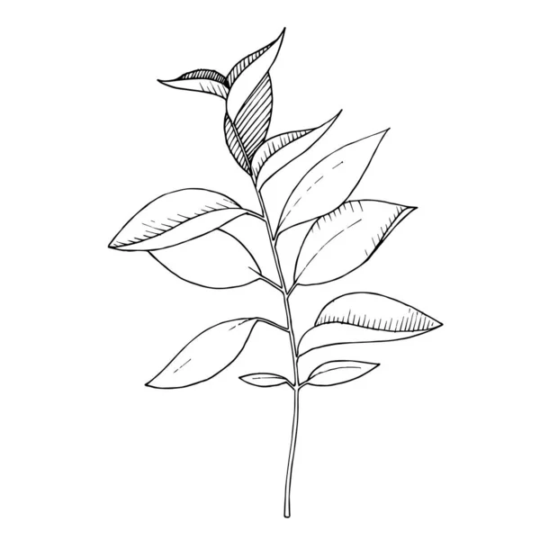 Eukaliptusz vektor ág. Fekete-fehér vésett tinta művészet. Izolált eukaliptusz illusztrációs elem. — Stock Vector