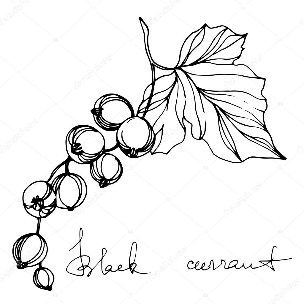 Vector Currant healthy food. Black and white engraved ink art. Isolated strawberry illustration element.