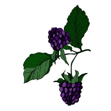 Böğürtlen sağlıklı yemek. Siyah beyaz işlemeli mürekkep sanatı. İzole edilmiş böğürtlen illüstrasyon ögesi.