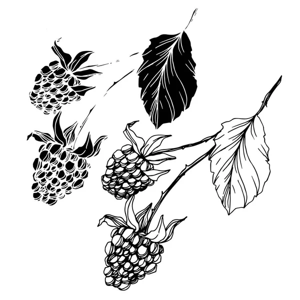 Blackberry egészséges étel. Fekete-fehér vésett tinta művészet. Izolált szeder illusztrációs elem. — Stock Vector