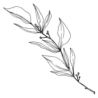 Vektör okaliptüs dalı. Siyah beyaz işlemeli mürekkep sanatı. İzole edilmiş okaliptüs illüstrasyon ögesi.