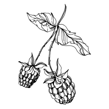 Vektör Ahududu sağlıklı yiyecekler. Siyah beyaz işlemeli mürekkep sanatı. İzole edilmiş böğürtlen illüstrasyon ögesi.