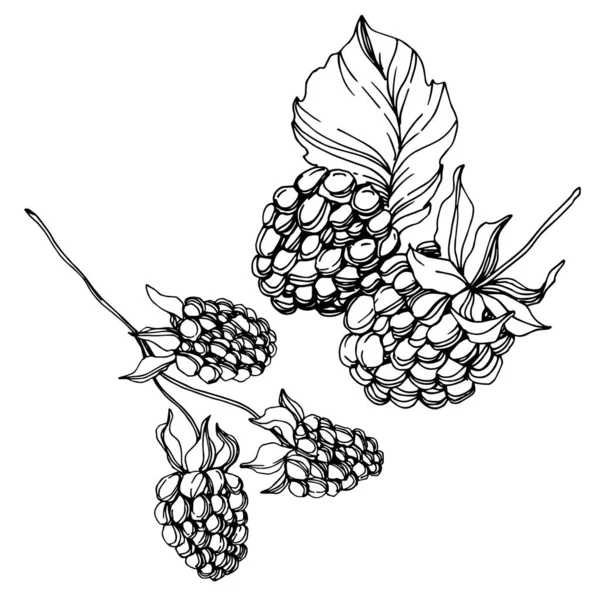 黑莓健康食品。 黑白版画水墨艺术. 孤立的黑莓插图元素. — 图库矢量图片