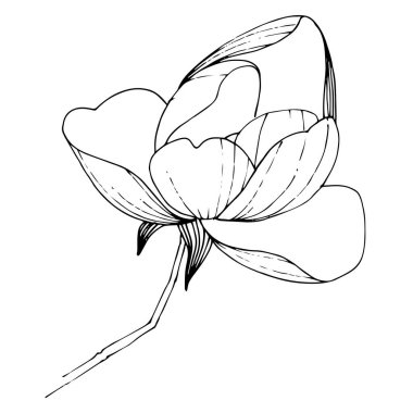 Vektör Magnolia çiçekli botanik çiçeği. Siyah beyaz işlemeli mürekkep sanatı. İzole edilmiş manolya illüstrasyon ögesi.