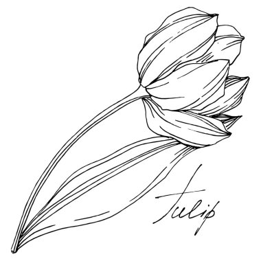 Vektör lale çiçekli botanik çiçeği. Siyah beyaz işlemeli mürekkep sanatı. İzole lale çizim elementi.