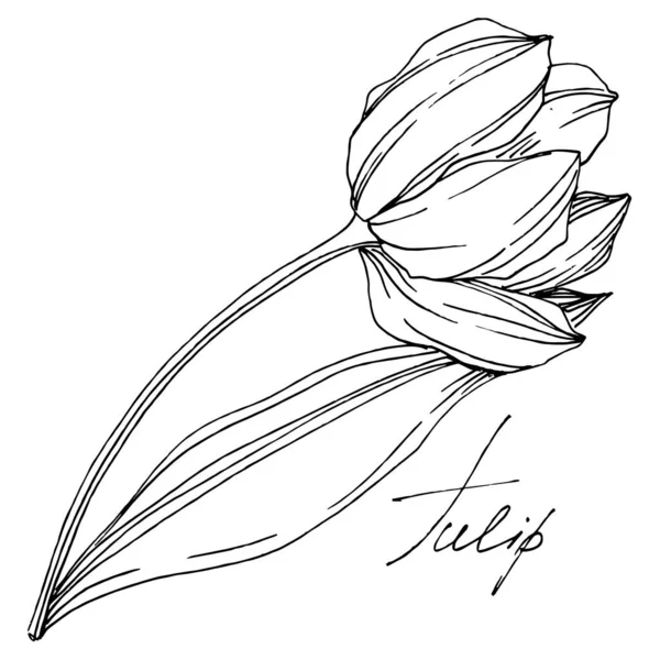 Vektor Tulpe florale botanische Blume. Schwarz-weiß gestochene Tuschekunst. isolierte Tulpen Illustrationselement. — Stockvektor