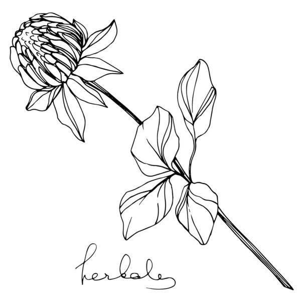 Vector Herbal follaje floral. Tinta grabada en blanco y negro. Elemento aislado de ilustración a base de hierbas . — Vector de stock