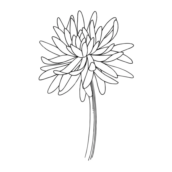 Vektor Chrysanthemen Blumen botanischen Blumen. Schwarz-weiß gestochene Tuschekunst. isolierte Blume Illustration Element. — Stockvektor