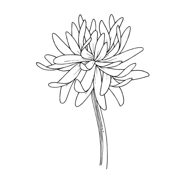 Krizantém virág botanikai virágok vektor. Fekete-fehér vésett tinta art. Elszigetelt virág ábra elem. — Stock Vector
