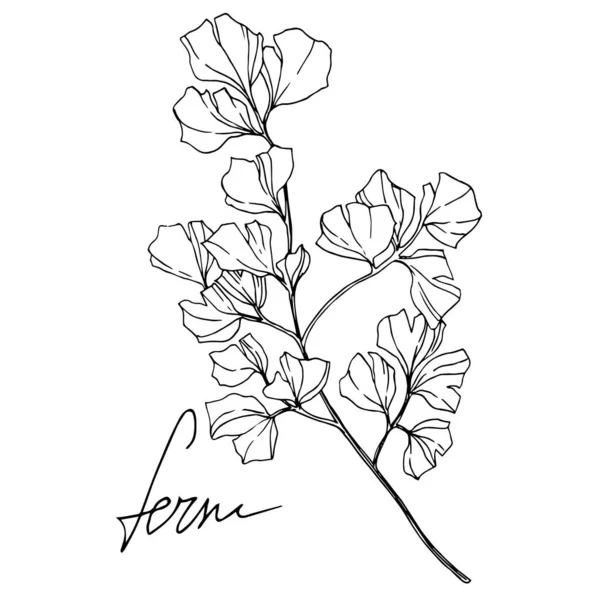 Vector Fern leaf. Leaf plant botanical foliage. Black and white engraved ink art. Isolated fern illustration element. — ストックベクタ