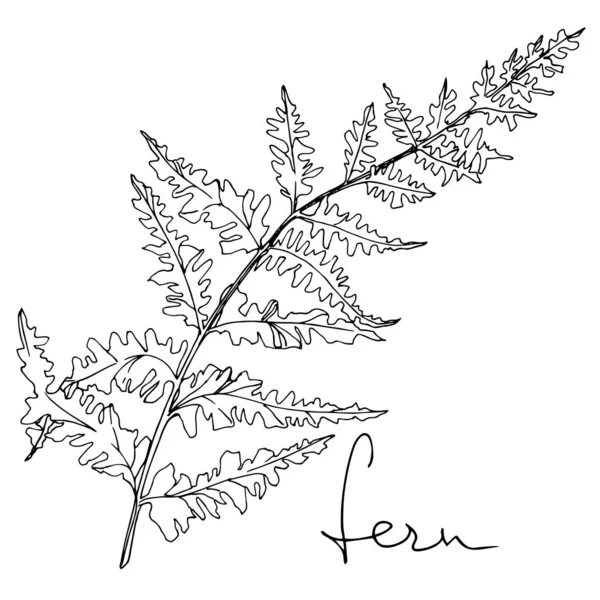 Vector Fern leaf. Leaf plant botanical foliage. Black and white engraved ink art. Isolated fern illustration element. Royalty Free Stock Illustrations