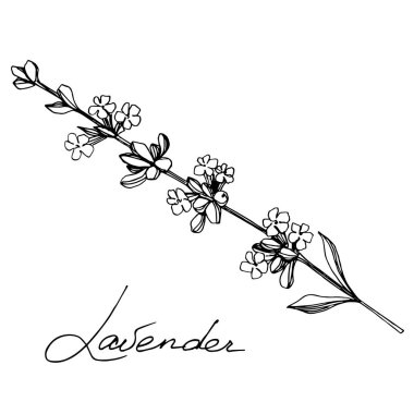 Vektör Lavanta çiçekli botanik çiçekleri. Siyah beyaz işlemeli mürekkep sanatı. İzole edilmiş lavanta illüstrasyon ögesi.
